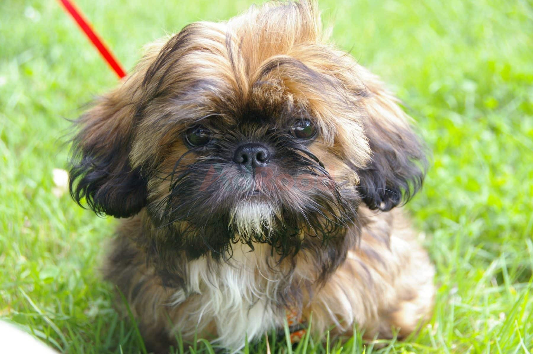 Shih tzu Puppies