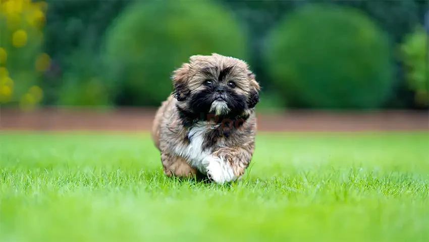 Shih tzu Puppies