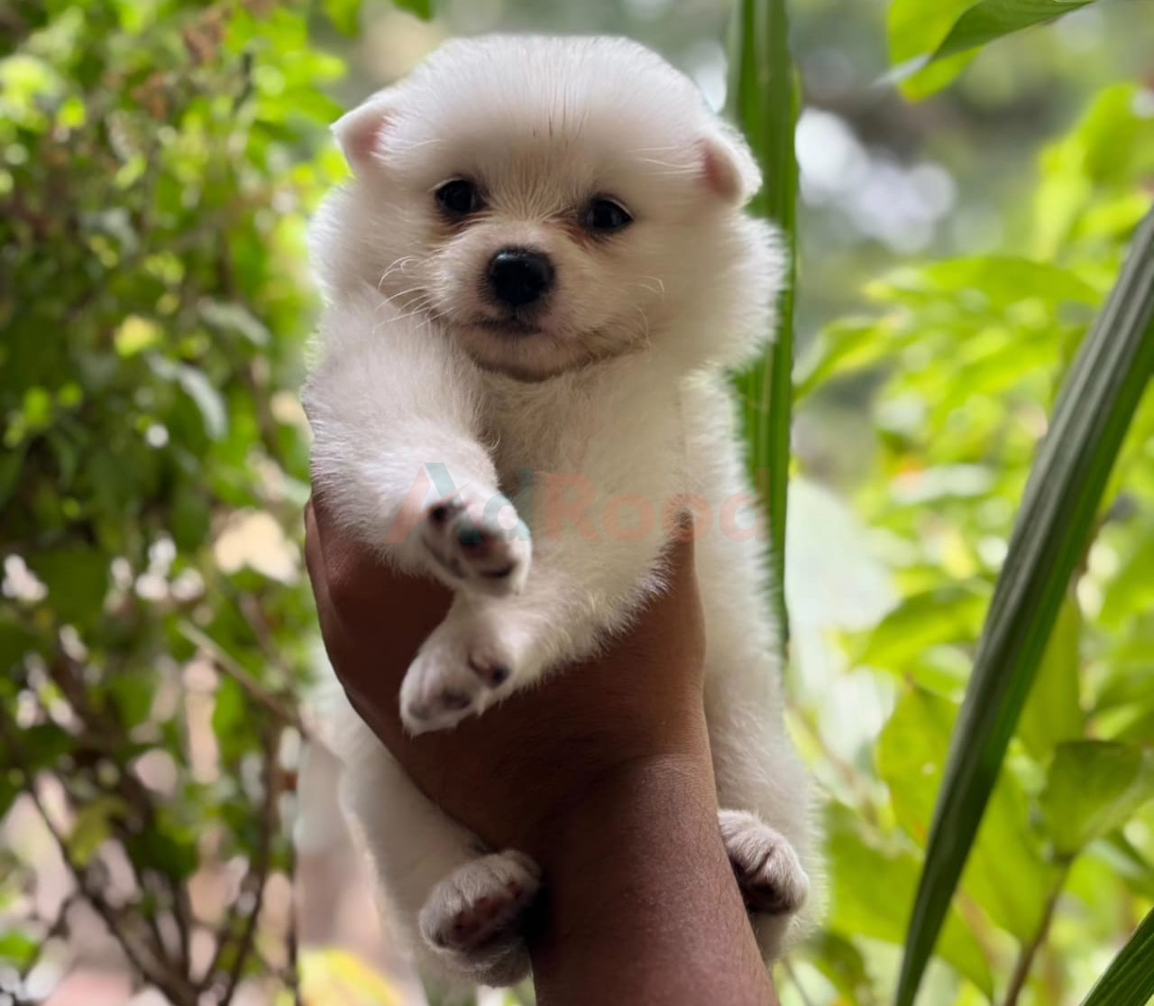 Lion Pomeranian Puppy