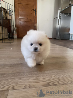 Lion Pomeranian Puppy