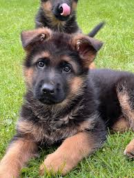 German Shepherd Puppies